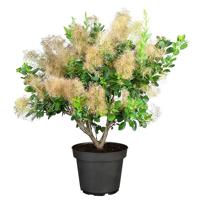 Pflanzen für dich Perückenstrauch 40-60 cm - Cotinus coggygria 'Young Lady', 40 cm - 60 cm - Ein flauschiger Perückenstrauch mit hellbraunen Blütenrispen und grünen Blättern in einem dunkelgrauen Kunststofftopf.