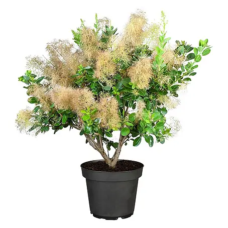 Pflanzen für dich  Perückenstrauch 40-60 cm
