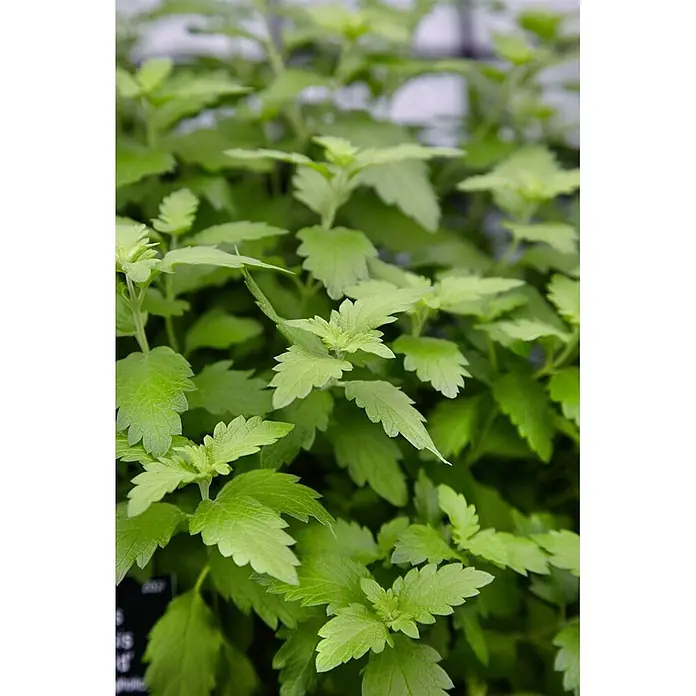 Pflanzen für dich Bartblume 30-40 cm - Caryopteris clandonensis 'Hint of Gold' - Üppige grüne Pflanzen mit gezackten Blättern, reichlich wachsend.