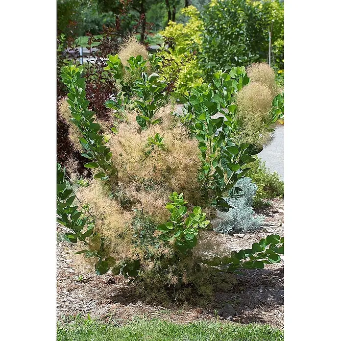 Pflanzen für dich Perückenstrauch 40-60 cm - Cotinus coggygria 'Young Lady', 40 cm - 60 cm - Ein lebhafter Perückenstrauch im Garten, mit grünem Laub und zahlreichen fluffigen, hellbeigefarbenen Blütenwolken.