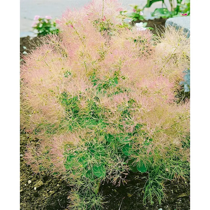 Pflanzen für dich Perückenstrauch 40-60 cm - Cotinus coggygria 'Young Lady', 40 cm - 60 cm - Ein üppiger Perückenstrauch mit zarten, rosafarbenen, federartigen Blütenständen und grünen Blättern.