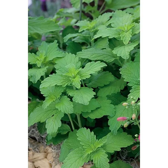 Pflanzen für dich Bartblume 30-40 cm - Caryopteris clandonensis 'Hint of Gold' - Üppig grüne Pflanze mit gekräuselten, gezackten Blättern und sich entwickelnden rosa-roten Blütenknospen.