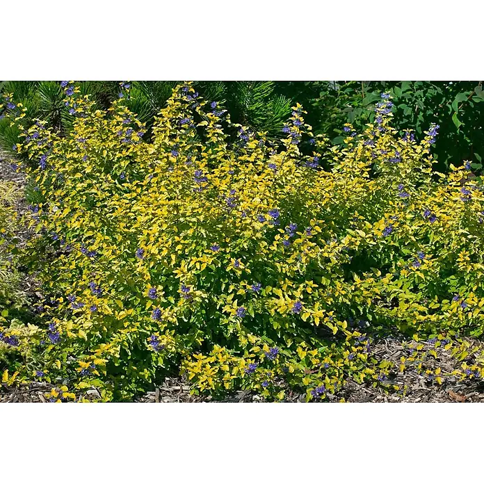 Pflanzen für dich Bartblume 30-40 cm - Caryopteris clandonensis 'Hint of Gold' - Ein leuchtender Strauch mit hellgelben Blättern und kleinen Büscheln intensiv blauer Blüten in einer Gartenumgebung.