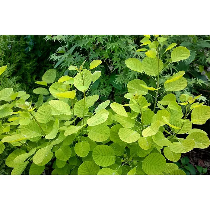 Pflanzen für dich Perückenstrauch 40-60 cm - Cotinus coggygria 'Golden Lady', 40 cm - 60 cm - Üppiges, hellgrünes Laub mit runden Blättern und ausgeprägter Äderung, überlagert von dunkleren Grünpflanzen.