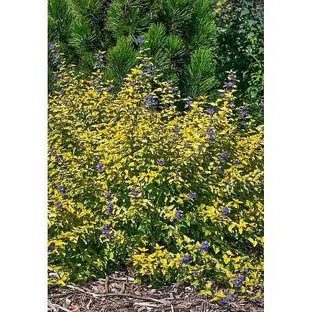 Pflanzen für dich  Bartblume 30-40 cm