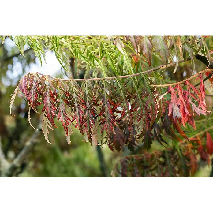 Pflanzen für dich Perückenstrauch 40-60 cm - Rhus typhina 'Tiger Eyes', 40 cm - 60 cm - Nahaufnahme von gezackten Blättern an einem Baumzweig, die einen Farbverlauf von Grün zu sattem Rot und Burgunder in Herbsttönen zeigen.
