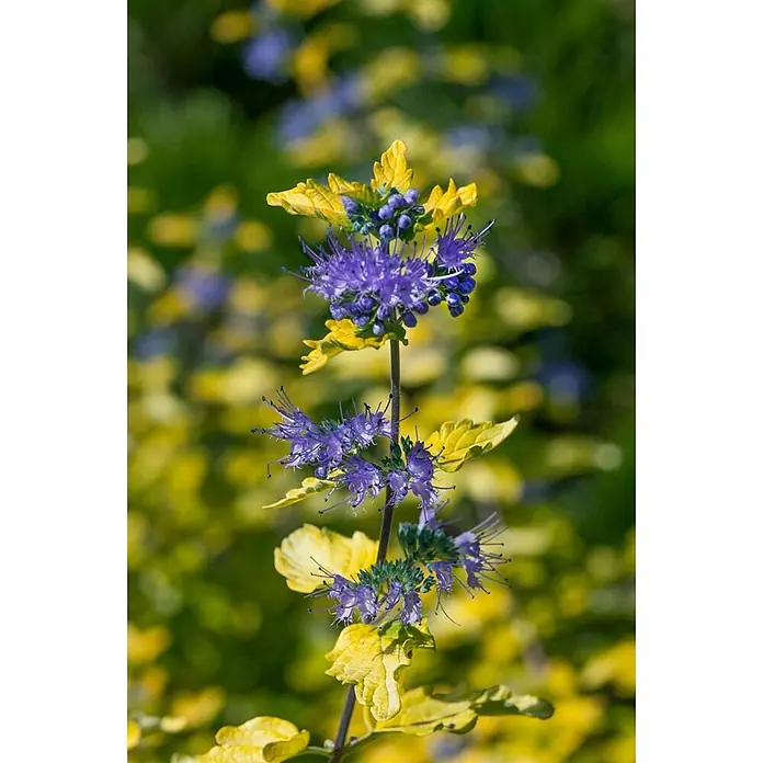 Pflanzen für dich Bartblume 30-40 cm - Caryopteris clandonensis 'Hint of Gold' - Eine blühende Pflanze mit leuchtend violetten Blüten und hellgelben Blättern auf einem Stiel.