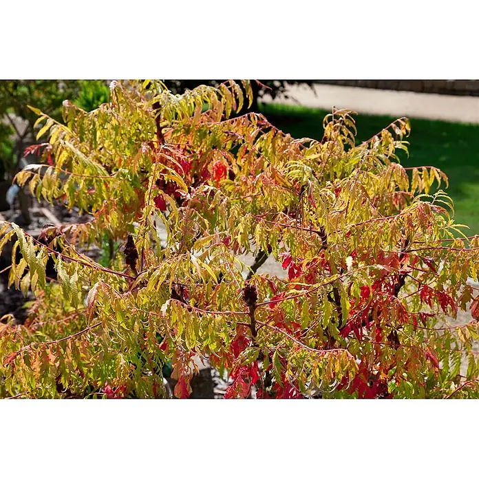 Pflanzen für dich Perückenstrauch 40-60 cm - Rhus typhina 'Tiger Eyes', 40 cm - 60 cm - Essigbaum mit Herbstlaub in Gelb, Grün und Rot, mit dunklen, pelzigen Samenständen.