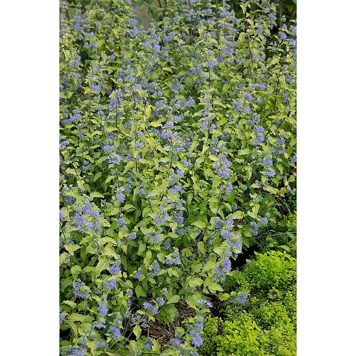 Pflanzen für dich Bartblume 40-60 cm - Caryopteris clandonensis 'Summer Sorbet' - Lebhafter Zierstrauch mit chartreusefarbenen Blättern und kleinen blauen Blüten in einer Gartenumgebung.