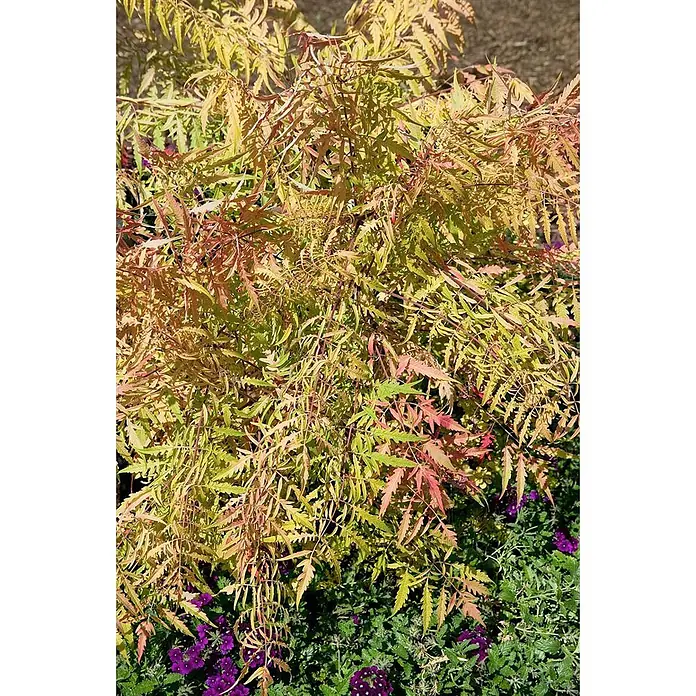 Pflanzen für dich Perückenstrauch 40-60 cm - Rhus typhina 'Tiger Eyes', 40 cm - 60 cm - Üppige Pflanze mit leuchtend gelben, grünen und rot-orangen gefiederten Blättern. Violette Blüten sind an der Basis sichtbar.