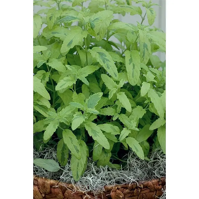 Pflanzen für dich Bartblume 40-60 cm - Caryopteris clandonensis 'Summer Sorbet' - Panaschierte Pflanze mit hellgrünen Blättern und dunkelgrünen Streifen, in einem braunen Korbgeflecht.