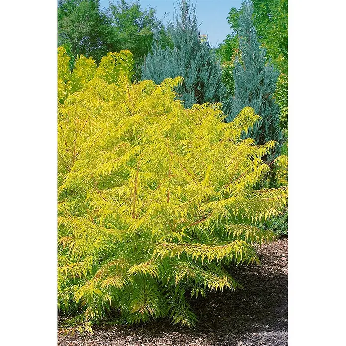 Pflanzen für dich Perückenstrauch 40-60 cm - Rhus typhina 'Tiger Eyes', 40 cm - 60 cm - Leuchtend gelb-grüner, federartiger Strauch im Garten.