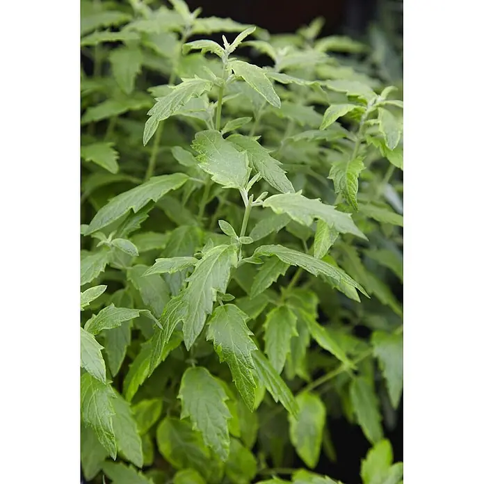 Pflanzen für dich Bartblume 40-60 cm - Caryopteris clandonensis 'Summer Sorbet' - Lebhaft grüne Pflanze mit gezackten Blättern.