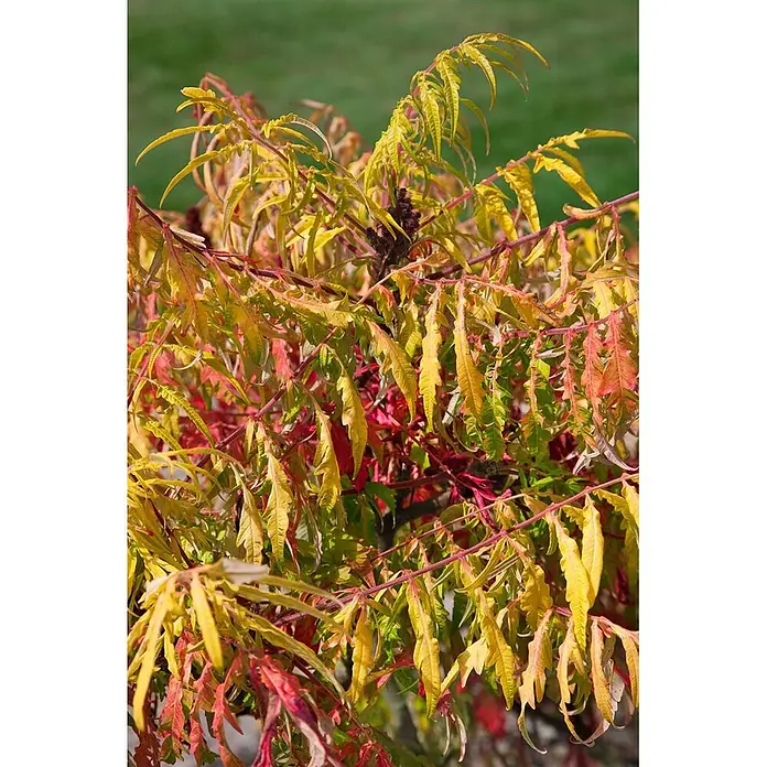 Pflanzen für dich Perückenstrauch 40-60 cm - Rhus typhina 'Tiger Eyes', 40 cm - 60 cm - Nahaufnahme eines Sumachstrauchs mit leuchtend gelben, roten und grünen Herbstblättern und dunklen Samenständen.