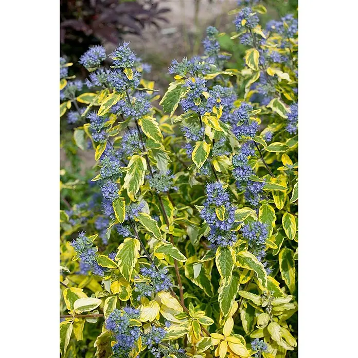 Pflanzen für dich Bartblume 40-60 cm - Caryopteris clandonensis 'Summer Sorbet' - Blaulila Blütenstände mit gelb-grün panaschiertem Laub an einem Strauch.