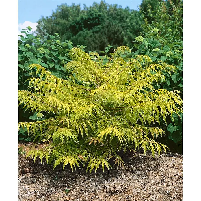 Pflanzen für dich Perückenstrauch 40-60 cm - Rhus typhina 'Tiger Eyes', 40 cm - 60 cm - Ein leuchtend goldgelber Fiederblatt-Essigbaum-Strauch mit federartigem Laub in einem Gartenbeet.