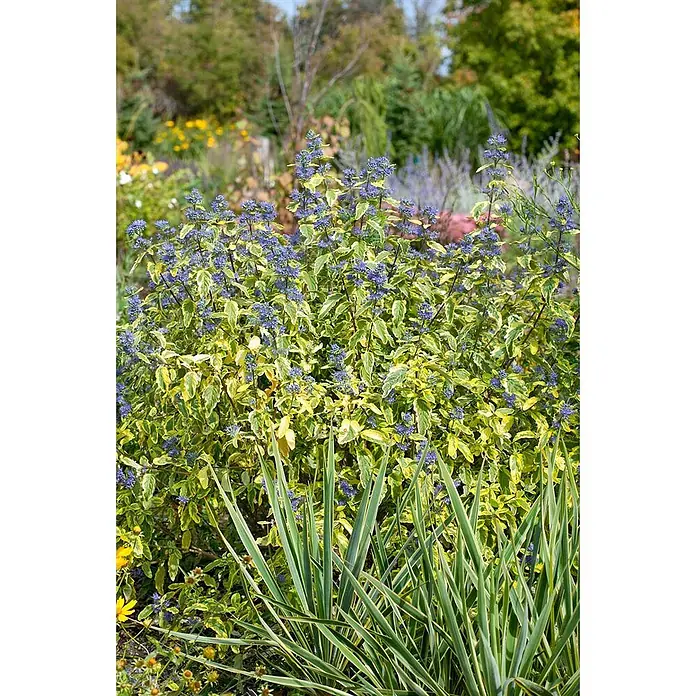 Pflanzen für dich Bartblume 40-60 cm - Caryopteris clandonensis 'Summer Sorbet' - Buntblättriger Bartblumen-Strauch mit blauen Blüten und gelb-grünen Blättern, im Vordergrund stachelige Grünpflanzen im Garten.