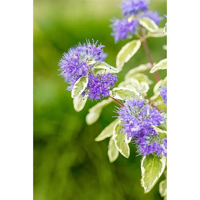 Pflanzen für dich Bartblume 40-60 cm - Caryopteris clandonensis 'White Surprise' - Leuchtend purpurblaue Blüten mit stacheligen Staubblättern und panaschierten grün-weißen Blättern.