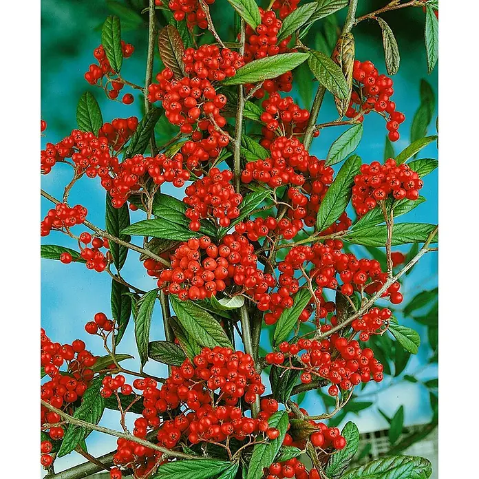 Pflanzen für dich Teppichmispel Zwergmispel - Cotoneaster salicifolius, Weiß - Dichte Büschel leuchtend roter Beeren mit grünen Blättern an einer Holzpflanze.