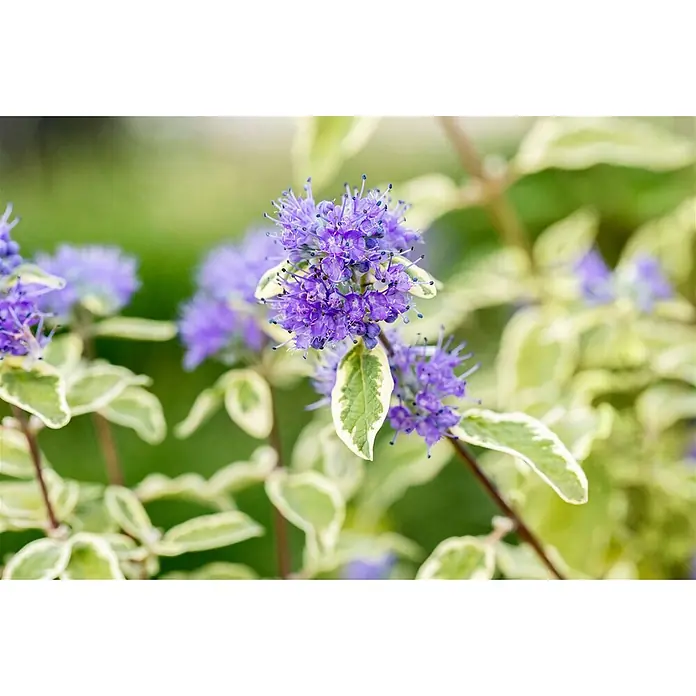 Pflanzen für dich Bartblume 40-60 cm - Caryopteris clandonensis 'White Surprise' - Nahaufnahme leuchtend violetter Blüten mit blau gespitzten Staubblättern und panaschierten grün-cremefarbenen Blättern.