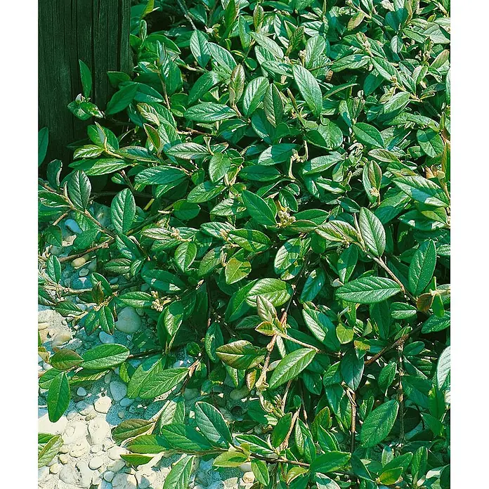 Pflanzen für dich Teppichmispel Zwergmispel - Cotoneaster salicifolius, Weiß - Dichte grüne Bodendeckerpflanze mit kleinen Blättern und rötlichen Trieben, wächst auf hellen Steinen neben einem dunklen Holzpfosten.