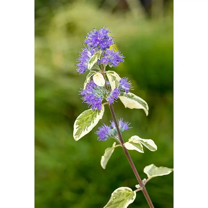 Pflanzen für dich Bartblume 40-60 cm - Caryopteris clandonensis 'White Surprise' - Nahaufnahme einer Pflanze mit lila Blüten und grün-weiß gesprenkelten Blättern an einem bräunlichen Stiel.