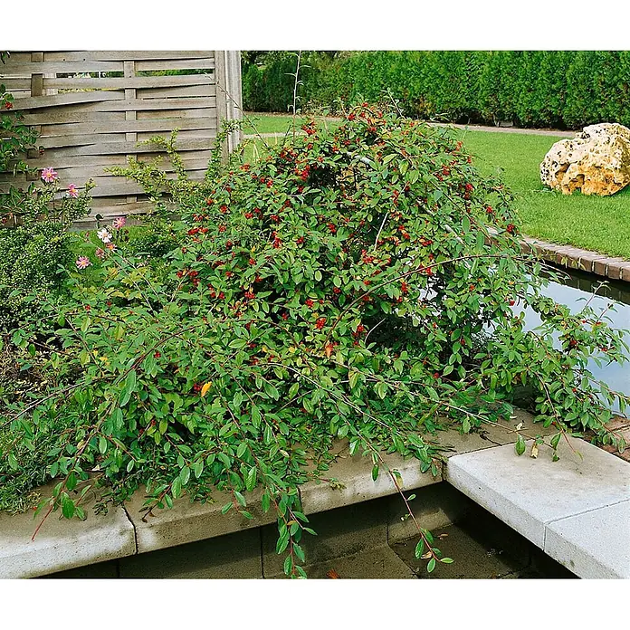 Pflanzen für dich Teppichmispel Zwergmispel - Cotoneaster salicifolius, Weiß - Ein üppiger grüner Strauch mit kleinen roten Beeren, der über eine Beton-Teichkante rankt.