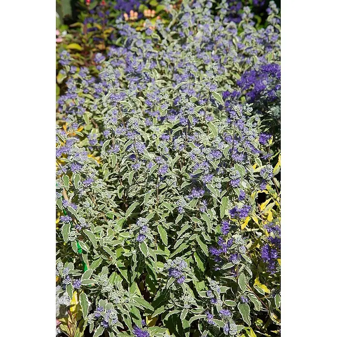 Pflanzen für dich Bartblume 40-60 cm - Caryopteris clandonensis 'White Surprise' - Buntblättrige Pflanze mit grün-weiß gerandeten Blättern und kleinen lila-blauen Blütenständen.