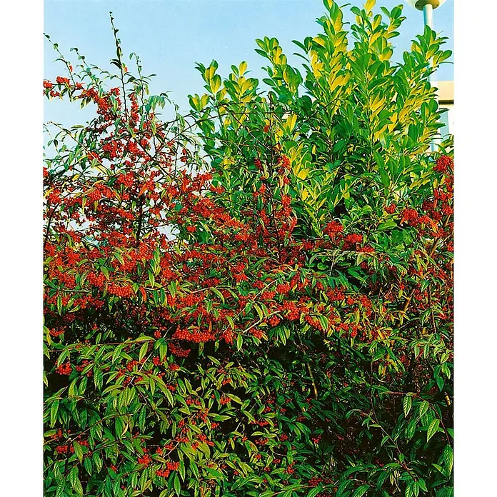 Pflanzen für dich Teppichmispel Zwergmispel - Cotoneaster salicifolius, Weiß - Üppige grüne Sträucher mit leuchtend roten Beeren, daneben grünes und gelbes Laub.