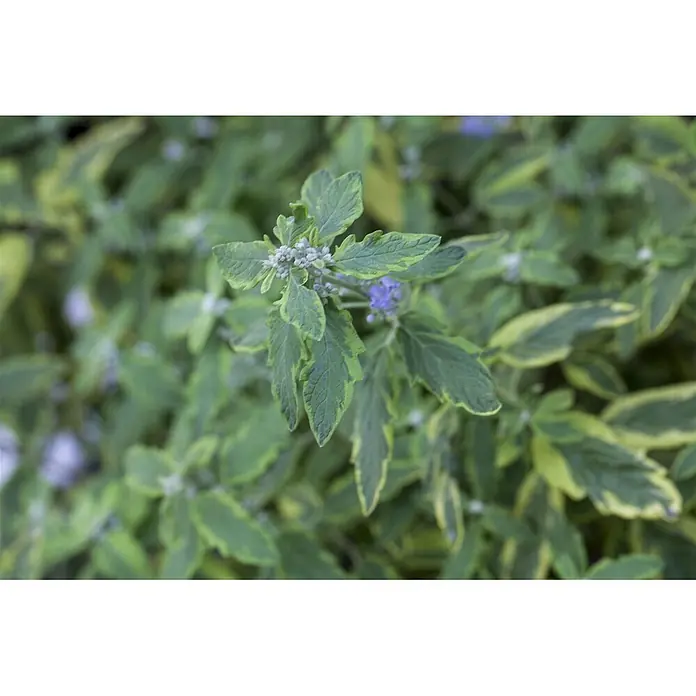 Pflanzen für dich Bartblume 40-60 cm - Caryopteris clandonensis 'Summer Sorbet' - Nahaufnahme einer Pflanze mit leuchtend grün-gelb panaschierten Blättern und kleinen blau-violetten Blütenknospen.