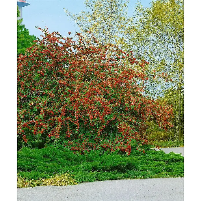 Pflanzen für dich Teppichmispel Zwergmispel - Cotoneaster salicifolius, Weiß - Ein lebendiger Busch mit zahlreichen roten Beeren und grünen Blättern, umgeben von anderen Grünpflanzen.
