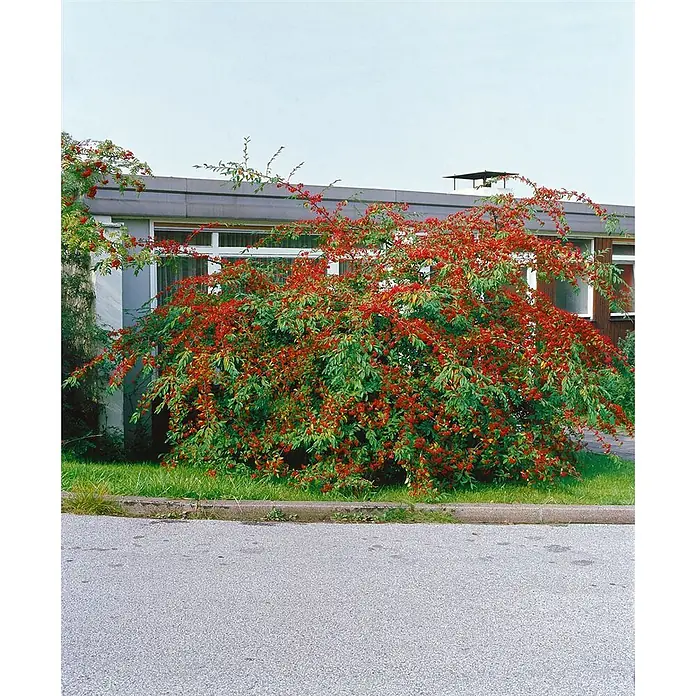 Pflanzen für dich Teppichmispel Zwergmispel - Cotoneaster salicifolius, Weiß - Großer, dichter Strauch mit leuchtend roten Beeren und grünem Laub, vor einem Gebäude wachsend.