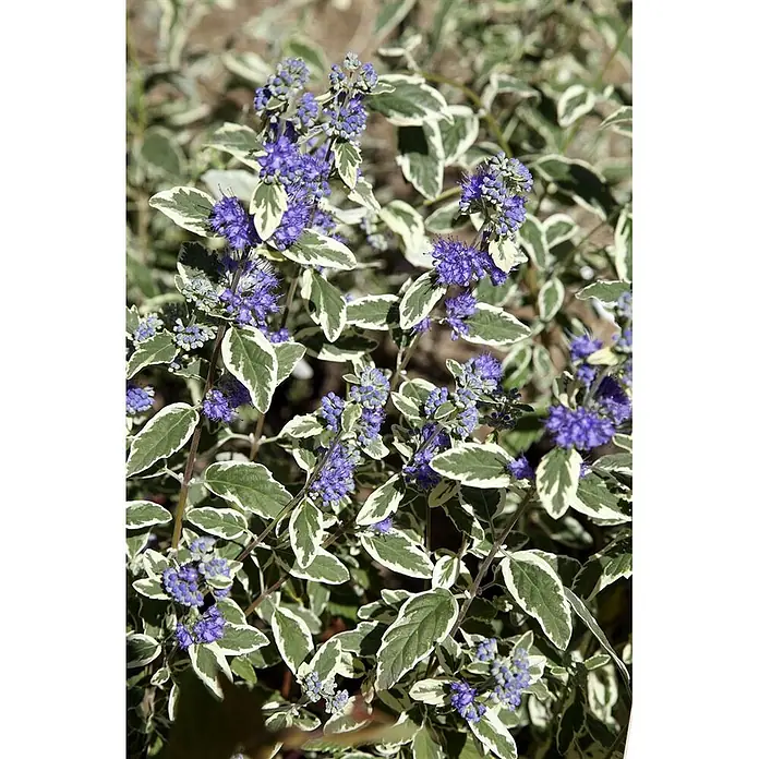 Pflanzen für dich Bartblume 40-60 cm - Caryopteris clandonensis 'White Surprise' - Bartblumenstrauch mit Büscheln leuchtend blauer Blüten und grünen Blättern mit weißer Panaschierung.