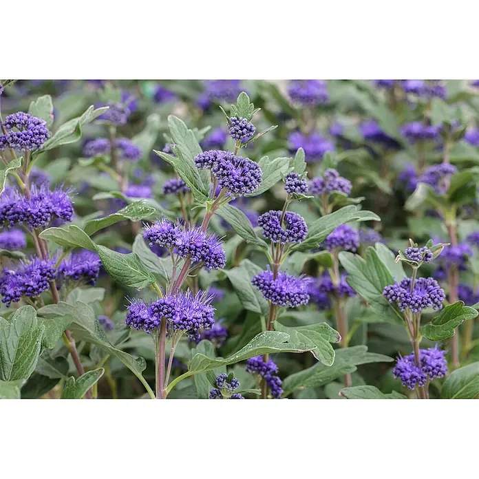 Pflanzen für dich Bartblume 40-60 cm - Caryopteris × clandonensis 'Grand Bleu' - Dichte Büschel leuchtender purpurblauer Blüten mit auffälligen Staubblättern und grünen Blättern, die eine reiche Blüte zeigen.