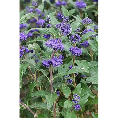 Pflanzen für dich  Bartblume 15-20 cm