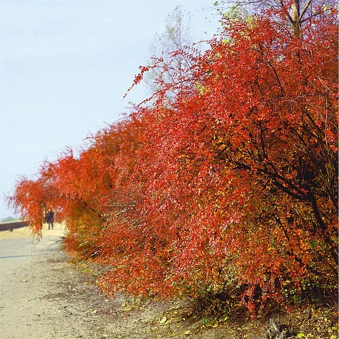 Pflanzen für dich Teppichmispel 60-100 cm - Cotoneaster acutifolius, Weiß - Reihe von Bäumen mit leuchtend roten und orangen Herbstblättern säumt einen Feldweg, mit entfernten Personen.