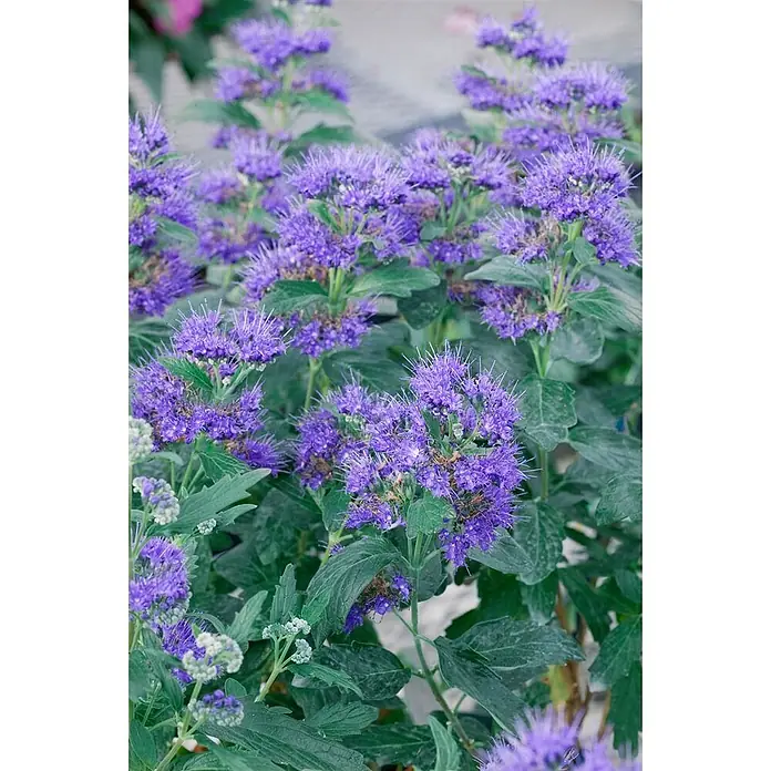 Pflanzen für dich Bartblume 40-60 cm - Caryopteris clandonensis 'Kew Blue' - Büschel leuchtend blauer, stacheliger Blüten mit grünem Laub, mehrere Blüten in einer Gartenumgebung zeigend.