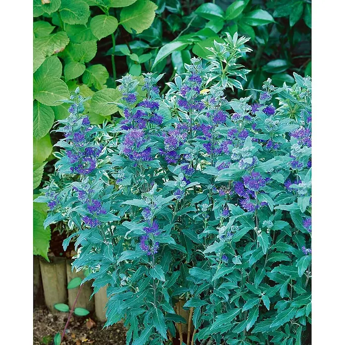 Pflanzen für dich Bartblume 40-60 cm - Caryopteris × clandonensis 'Grand Bleu' - Leuchtende Bartblume mit auffälligen violetten Blüten und charakteristischem blaugrünem Laub in einer Gartenumgebung.