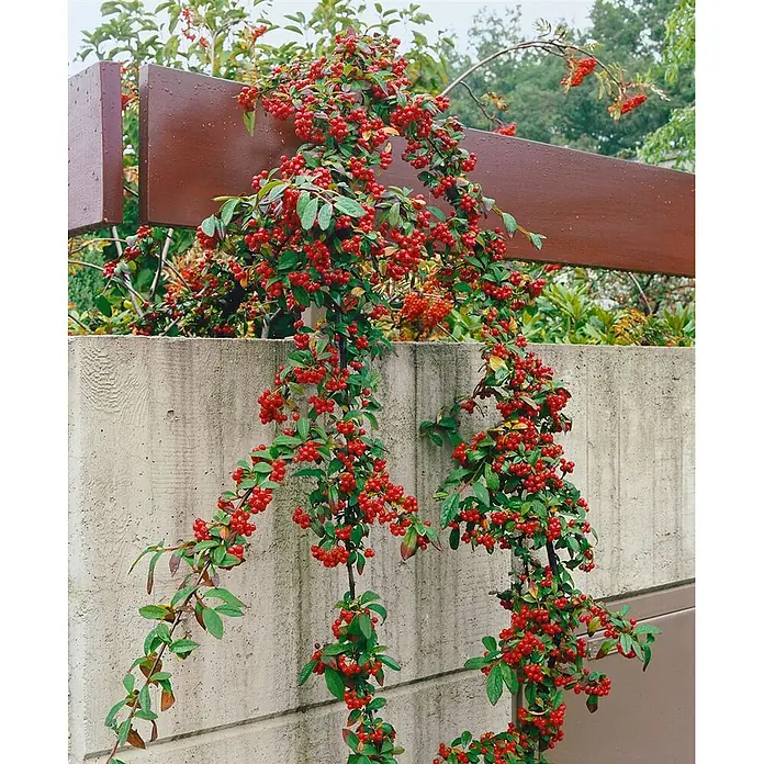 Pflanzen für dich Teppichmispel 100-125 cm - Cotoneaster watereri 'Pendulus', Weiß - Pflanze mit leuchtend roten Beeren und grünen Blättern, die an einer Betonwand und über einen braunen Holzbalken rankt.