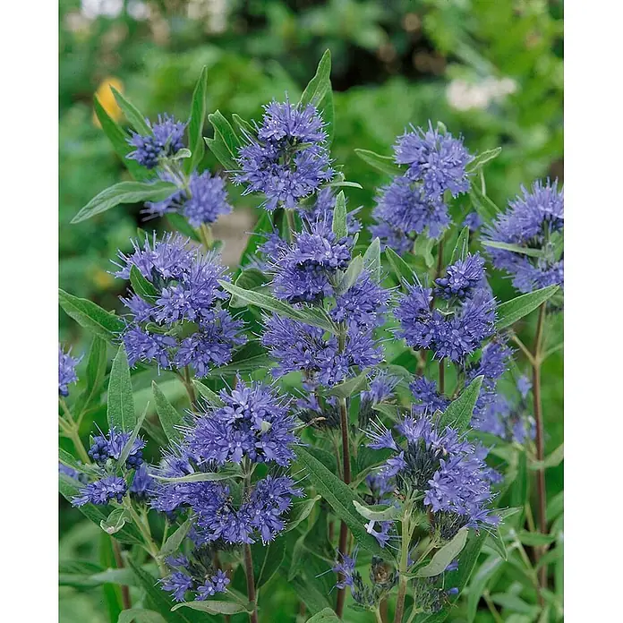 Pflanzen für dich Bartblume 40-60 cm - Caryopteris clandonensis 'Kew Blue' - Kräftig blaue Blüten mit stacheligen Blütenblättern, die ihre komplexe Textur zeigen.