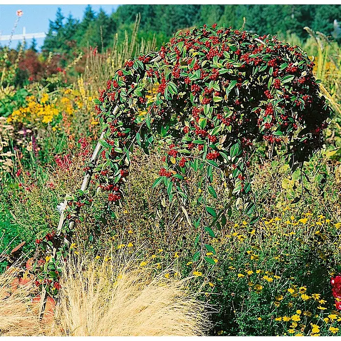 Pflanzen für dich Teppichmispel 100-125 cm - Cotoneaster watereri 'Pendulus', Weiß - Bogenförmige Pflanze mit vielen roten Beeren und grünen Blättern in einem lebhaften Garten.