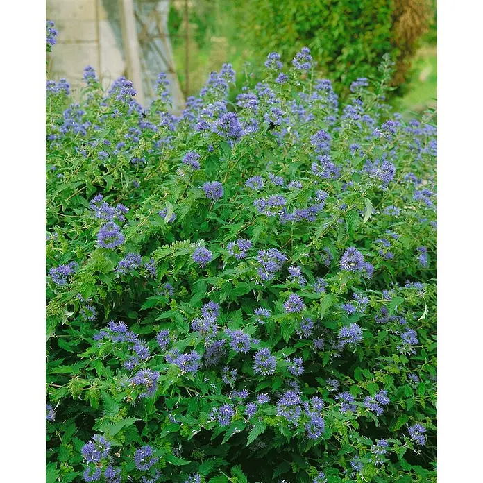 Pflanzen für dich Bartblume 30-40 cm - Caryopteris × clandonensis 'Heavenly Blue' - Busch mit zahlreichen kleinen, büscheligen blauen Blüten und grünem Laub, blühend im Garten.