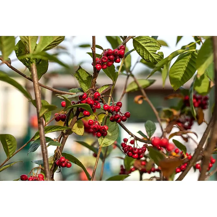 Pflanzen für dich Teppichmispel 100-125 cm - Cotoneaster watereri 'Pendulus', Weiß - Zweige mit leuchtend roten Beeren und dunkelgrünen Blättern.