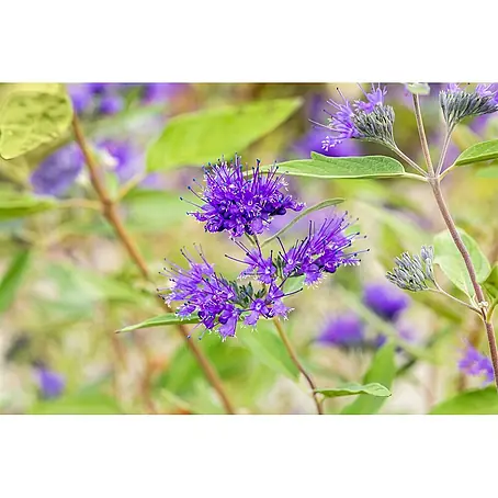 Pflanzen für dich  Bartblume 30-40 cm