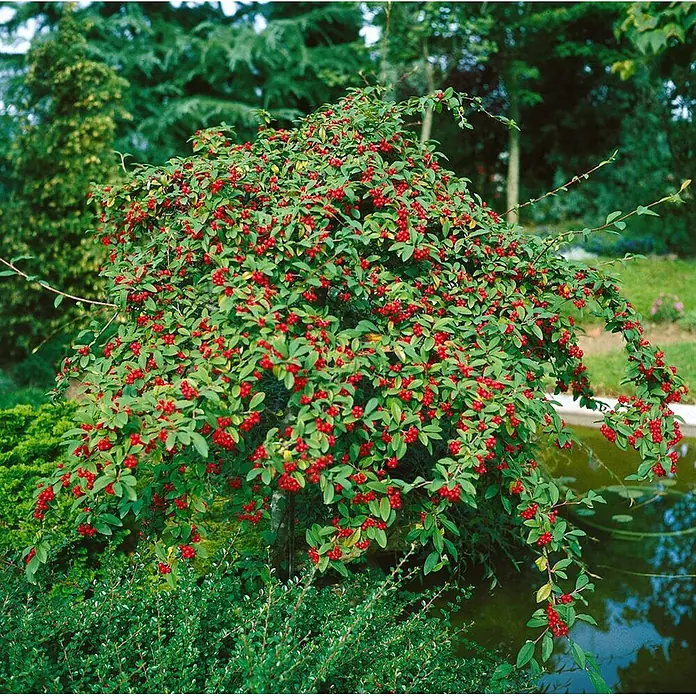 Pflanzen für dich Teppichmispel 100-125 cm - Cotoneaster watereri 'Pendulus', Weiß - Üppiger grüner Strauch mit leuchtend roten Beeren, der sich anmutig über einen Teich neigt.