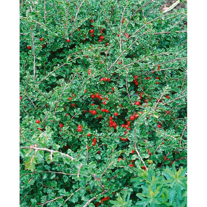 Pflanzen für dich Teppichmispel 60-100 cm - Cotoneaster acutifolius, Weiß - Dichter grüner Busch mit kleinen, runden roten Beeren im Laub.
