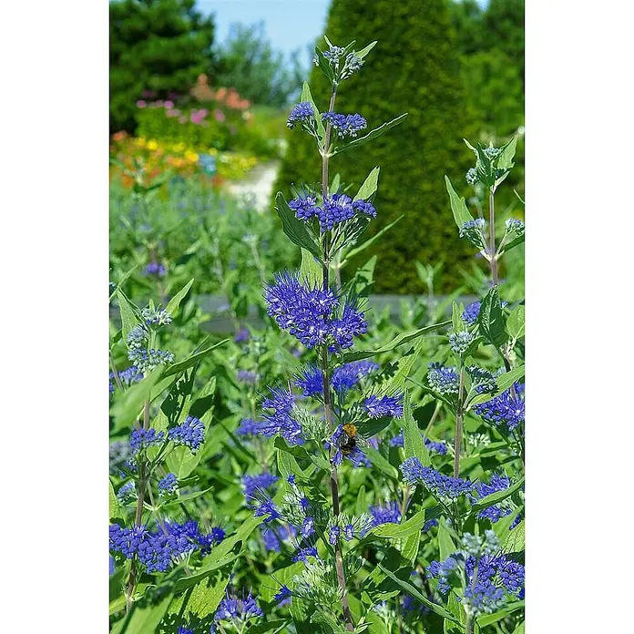 Pflanzen für dich Bartblume 30-40 cm - Caryopteris × clandonensis 'Heavenly Blue' - Lebhaft blaue Blüten mit einer Biene, in einem Garten blühend.