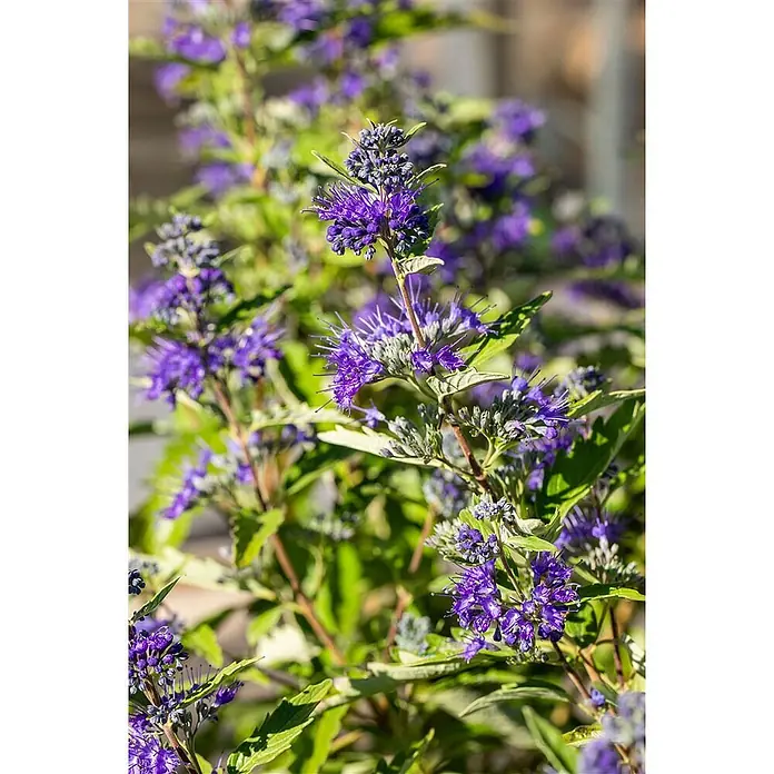 Pflanzen für dich Bartblume 25-30 cm - Caryopteris clandonensis 'First Blue' - Lebendige violette Blüten eines Bartblumenstrauchs mit stacheligen Blütenblättern und grünen Blättern.