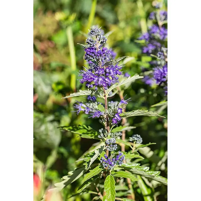 Pflanzen für dich Bartblume 25-30 cm - Caryopteris clandonensis 'First Blue' - Leuchtend violette Blüten mit langen Staubfäden, grünen Blättern und grünem Stiel.