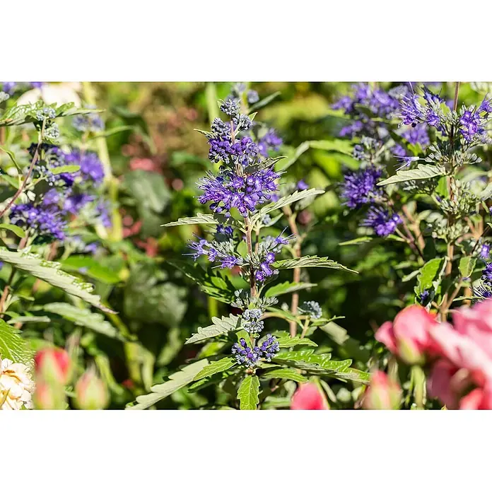 Pflanzen für dich Bartblume 25-30 cm - Caryopteris clandonensis 'First Blue' - Hohe grüne Pflanze mit zahlreichen leuchtend lila, stacheligen Blüten inmitten von grünem Laub in einem Garten.